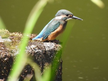 カワセミ 南アルプス邑野鳥公園 2022年8月11日(木)