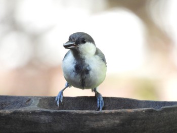 2022年8月11日(木) 山梨県の野鳥観察記録