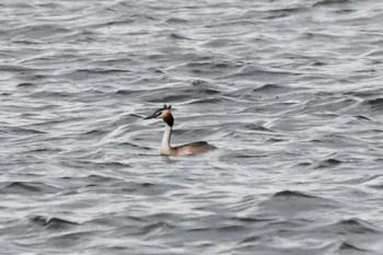 Great Crested Grebe いしかり調整池(石狩調整池) Thu, 8/11/2022