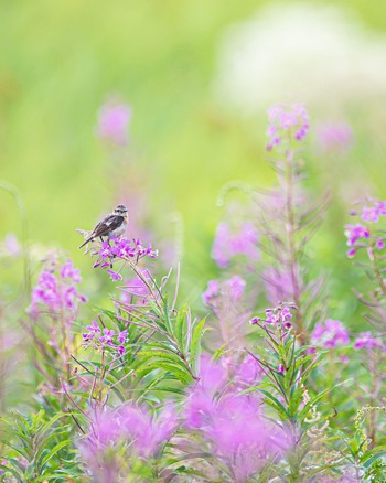 Amur Stonechat 長野県 Mon, 8/8/2022