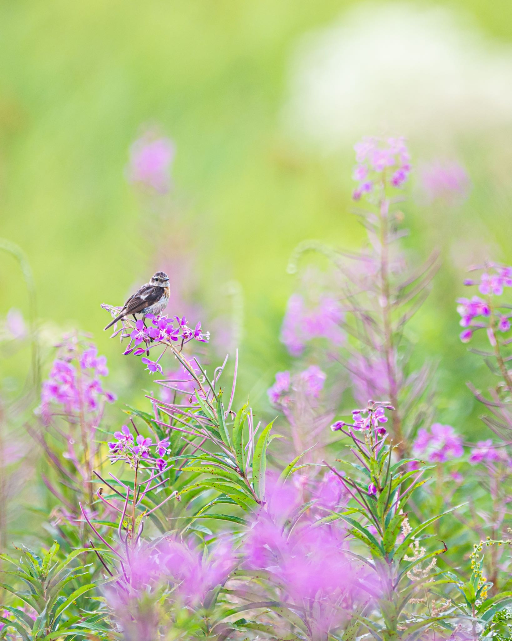 Photo of Amur Stonechat at 長野県 by アカウント3369