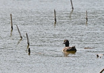 Tufted Duck 明見湖 Thu, 8/11/2022