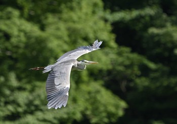 アオサギ 明見湖 2022年8月11日(木)