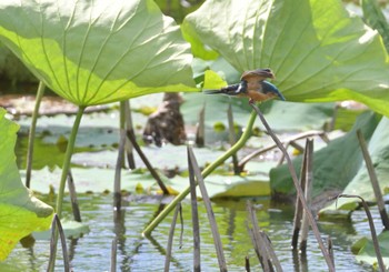 カワセミ 明見湖 2022年8月11日(木)