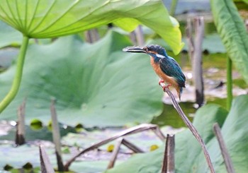 Common Kingfisher 明見湖 Thu, 8/11/2022