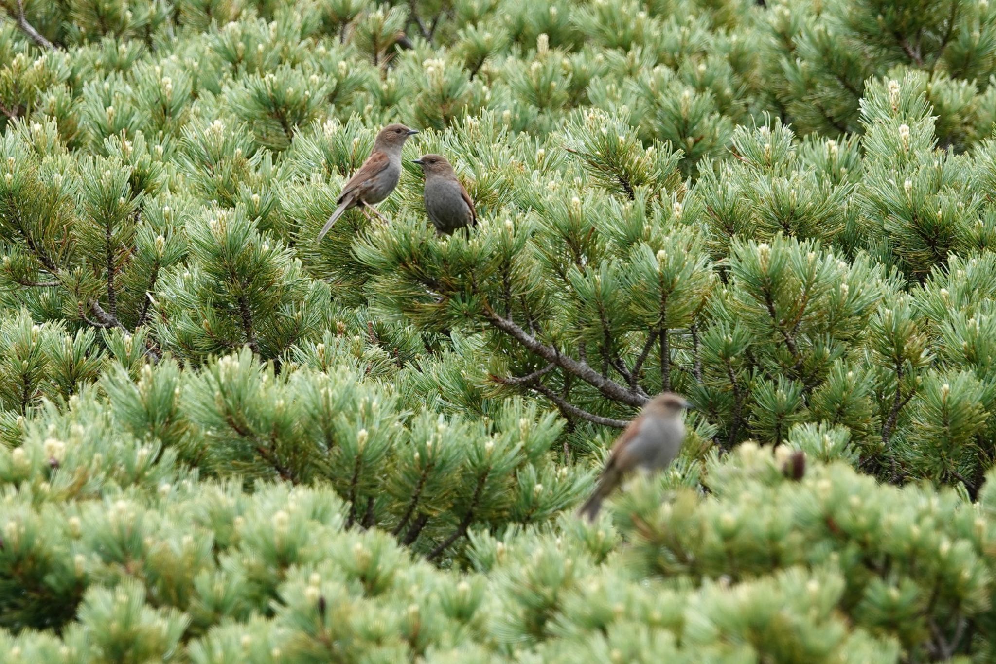 Japanese Accentor