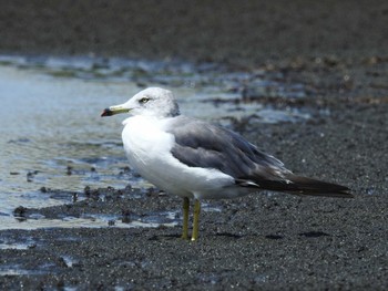 ウミネコ ふなばし三番瀬海浜公園 2022年8月11日(木)