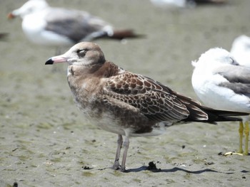 ウミネコ ふなばし三番瀬海浜公園 2022年8月11日(木)