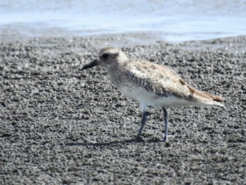 ダイゼン ふなばし三番瀬海浜公園 2022年8月11日(木)