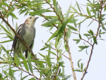 2022年8月11日(木) 豊平川の野鳥観察記録