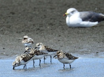 ミユビシギ ふなばし三番瀬海浜公園 2022年8月11日(木)