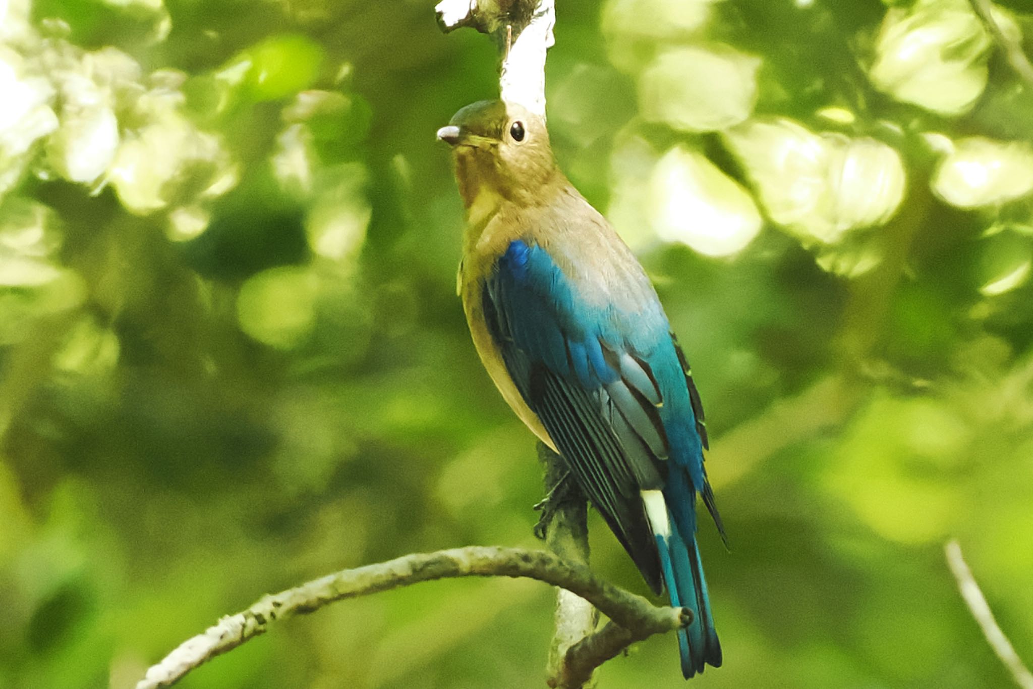 西湖野鳥の森公園 オオルリの写真 by アポちん