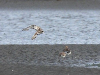 Red-necked Stint Sambanze Tideland Thu, 8/11/2022