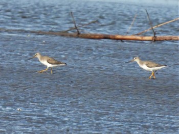 Terek Sandpiper Sambanze Tideland Thu, 8/11/2022