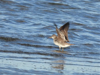 Grey-tailed Tattler Sambanze Tideland Thu, 8/11/2022