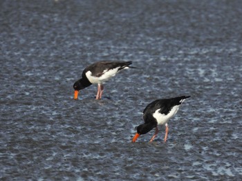 Eurasian Oystercatcher Sambanze Tideland Thu, 8/11/2022