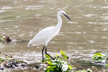 Little Egret 梅田川(宮城県仙台市) Thu, 8/11/2022