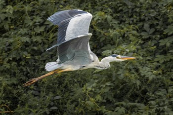 Grey Heron 梅田川(宮城県仙台市) Thu, 8/11/2022