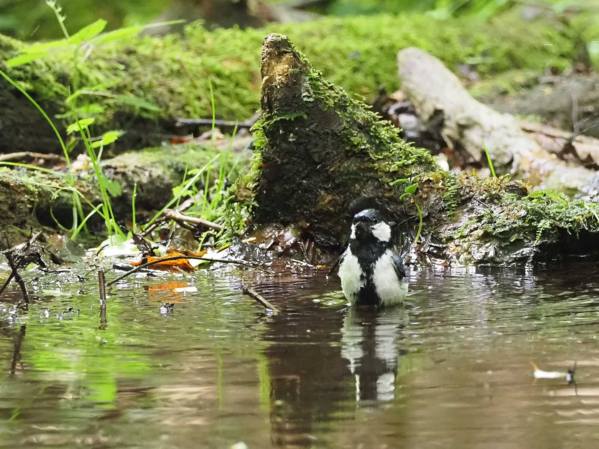 シジュウカラ