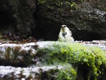 ヒガラ 大洞の水場 2022年8月7日(日)