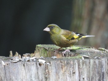 カワラヒワ 南アルプス邑野鳥公園 2022年8月11日(木)