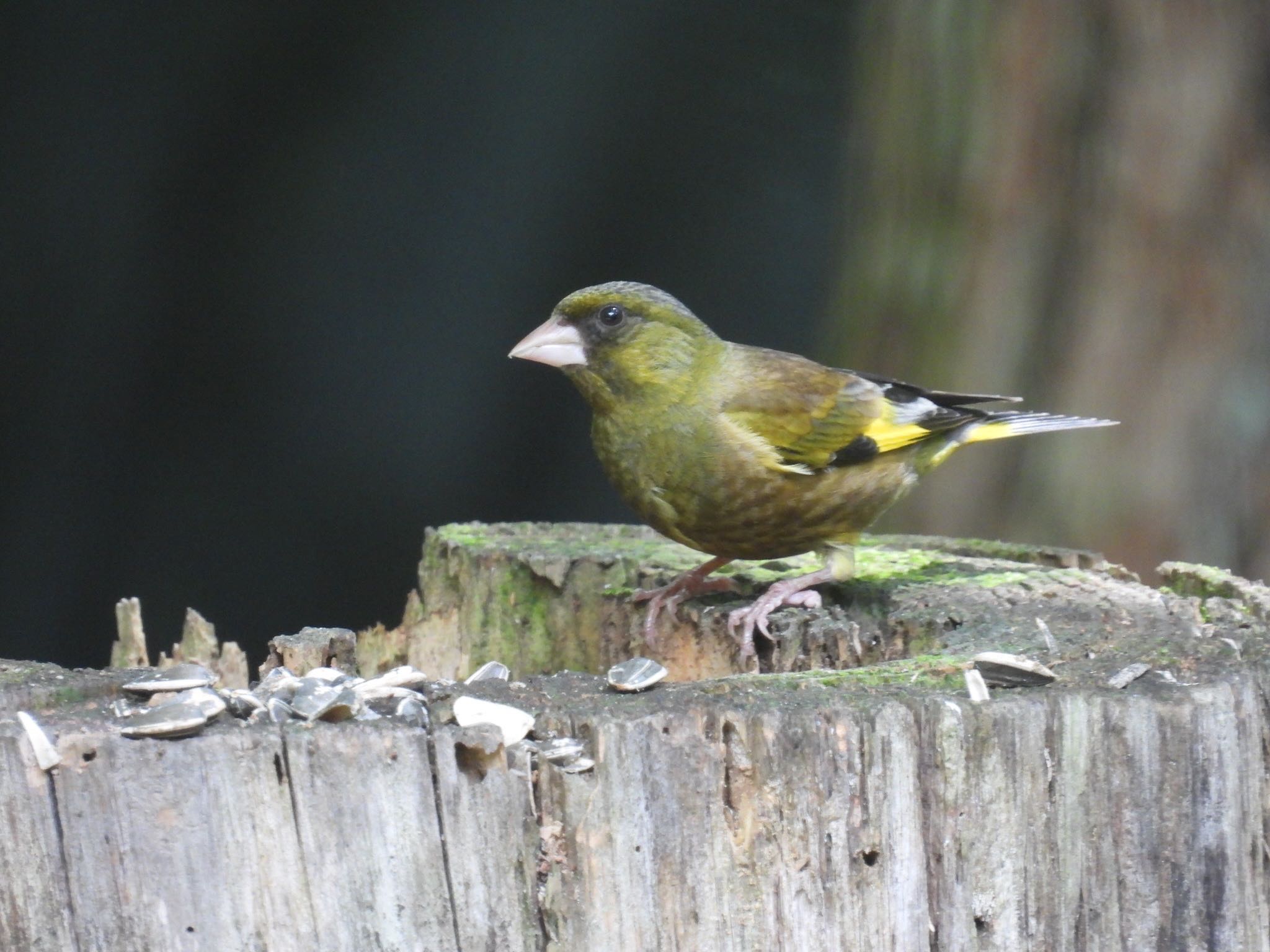 南アルプス邑野鳥公園 カワラヒワの写真 by ツピ太郎