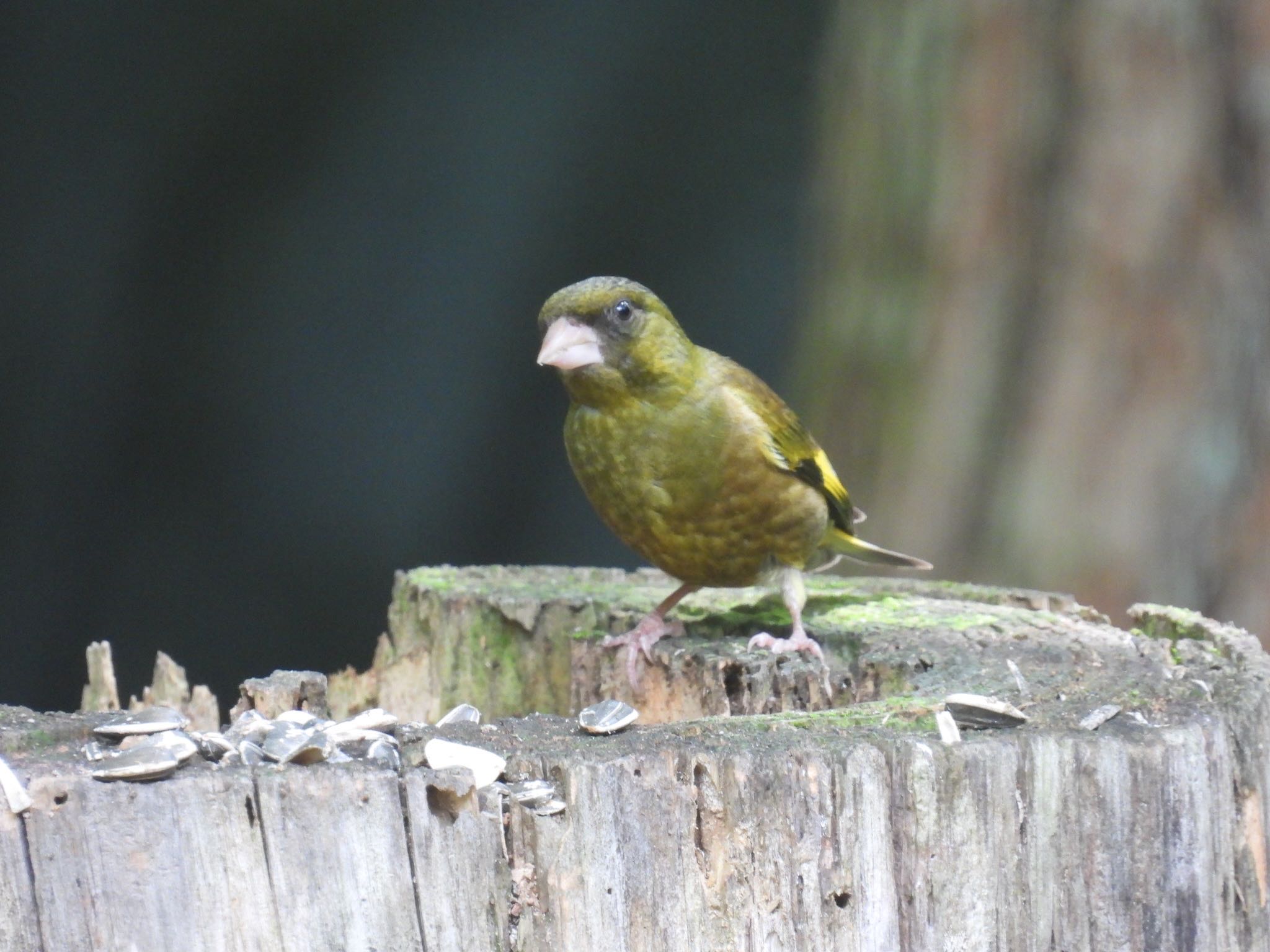 南アルプス邑野鳥公園 カワラヒワの写真 by ツピ太郎