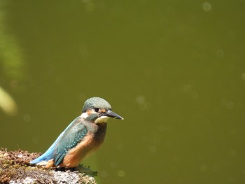 2022年8月11日(木) 南アルプス邑野鳥公園の野鳥観察記録