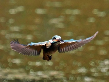 Common Kingfisher Kasai Rinkai Park Mon, 8/8/2022