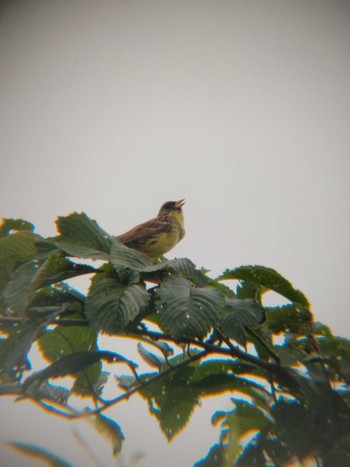 Masked Bunting 茨戸川緑地 Mon, 7/18/2022