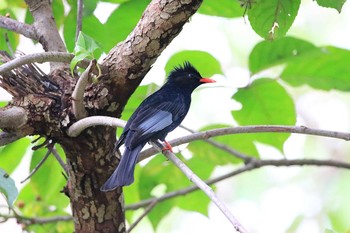 クロヒヨドリ 故宮博物院庭園 2017年11月26日(日)