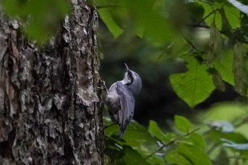 シロハラゴジュウカラ 北大研究林(北海道大学苫小牧研究林) 2022年8月10日(水)