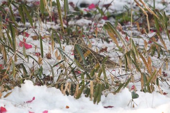 2018年1月23日(火) 三ツ池公園(横浜市鶴見区)の野鳥観察記録