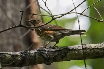 クロツグミ 北大研究林(北海道大学苫小牧研究林) 2022年8月10日(水)