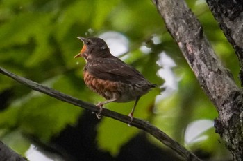 クロツグミ 北大研究林(北海道大学苫小牧研究林) 2022年8月10日(水)