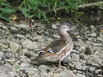 Thu, 8/11/2022 Birding report at 福井緑地(札幌市西区)