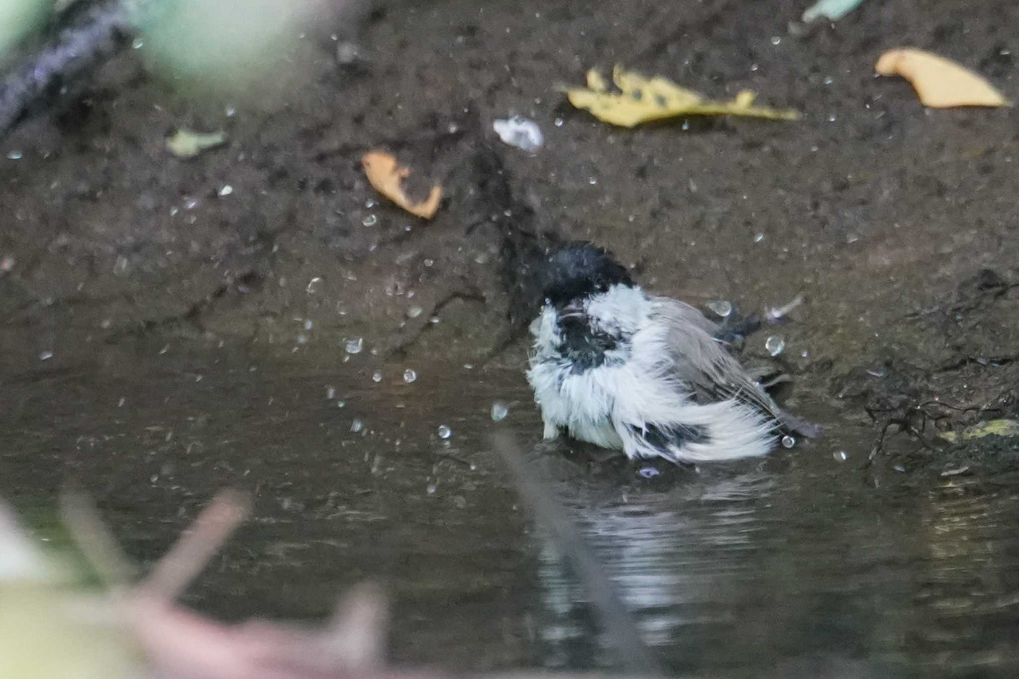 福井緑地(札幌市西区) ハシブトガラの写真 by 98_Ark (98ｱｰｸ)