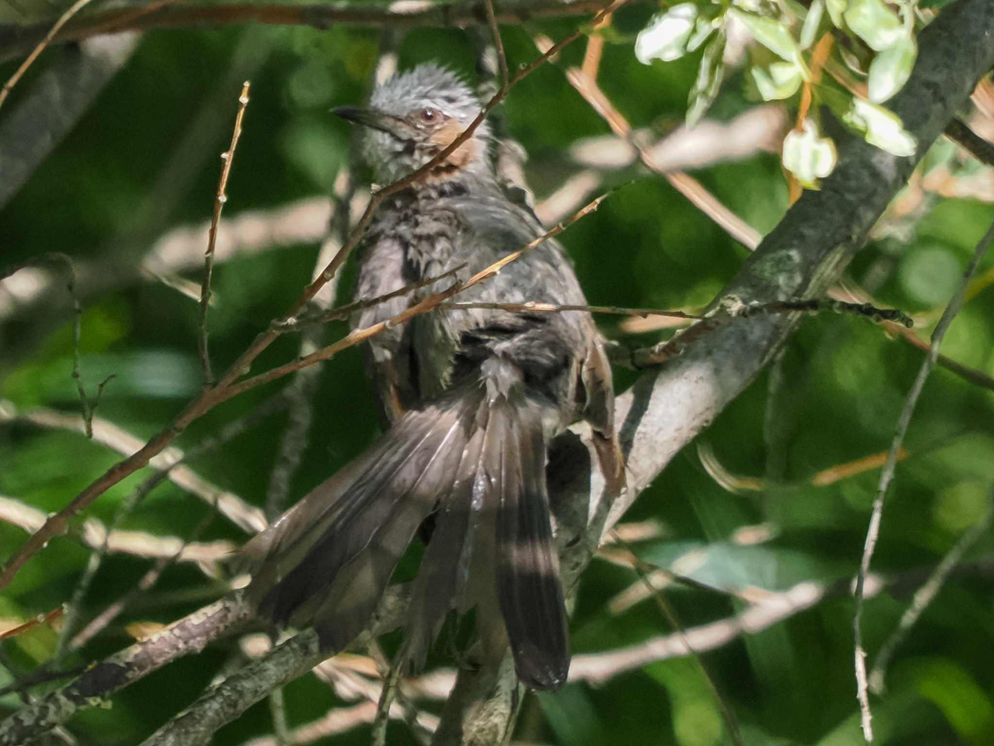 Photo of Brown-eared Bulbul at 福井緑地(札幌市西区) by 98_Ark (98ｱｰｸ)