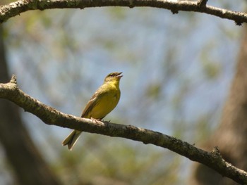 Sun, 5/29/2022 Birding report at Togakushi Forest Botanical Garden