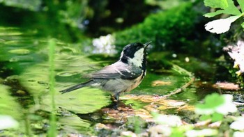 Coal Tit 千歳市 Sat, 7/30/2022