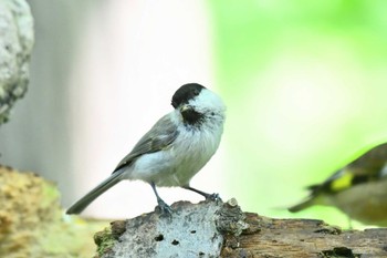 ハシブトガラ 千歳市 2022年7月30日(土)