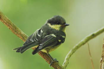 Coal Tit 西湖野鳥の森公園 Thu, 8/11/2022