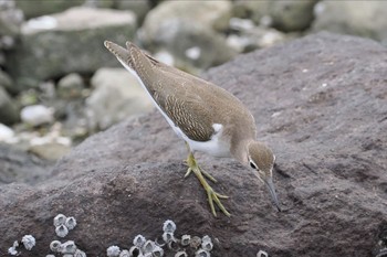 Common Sandpiper Tokyo Port Wild Bird Park Sun, 8/7/2022