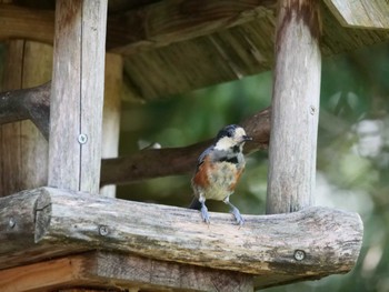 2022年8月11日(木) 西湖野鳥の森公園の野鳥観察記録