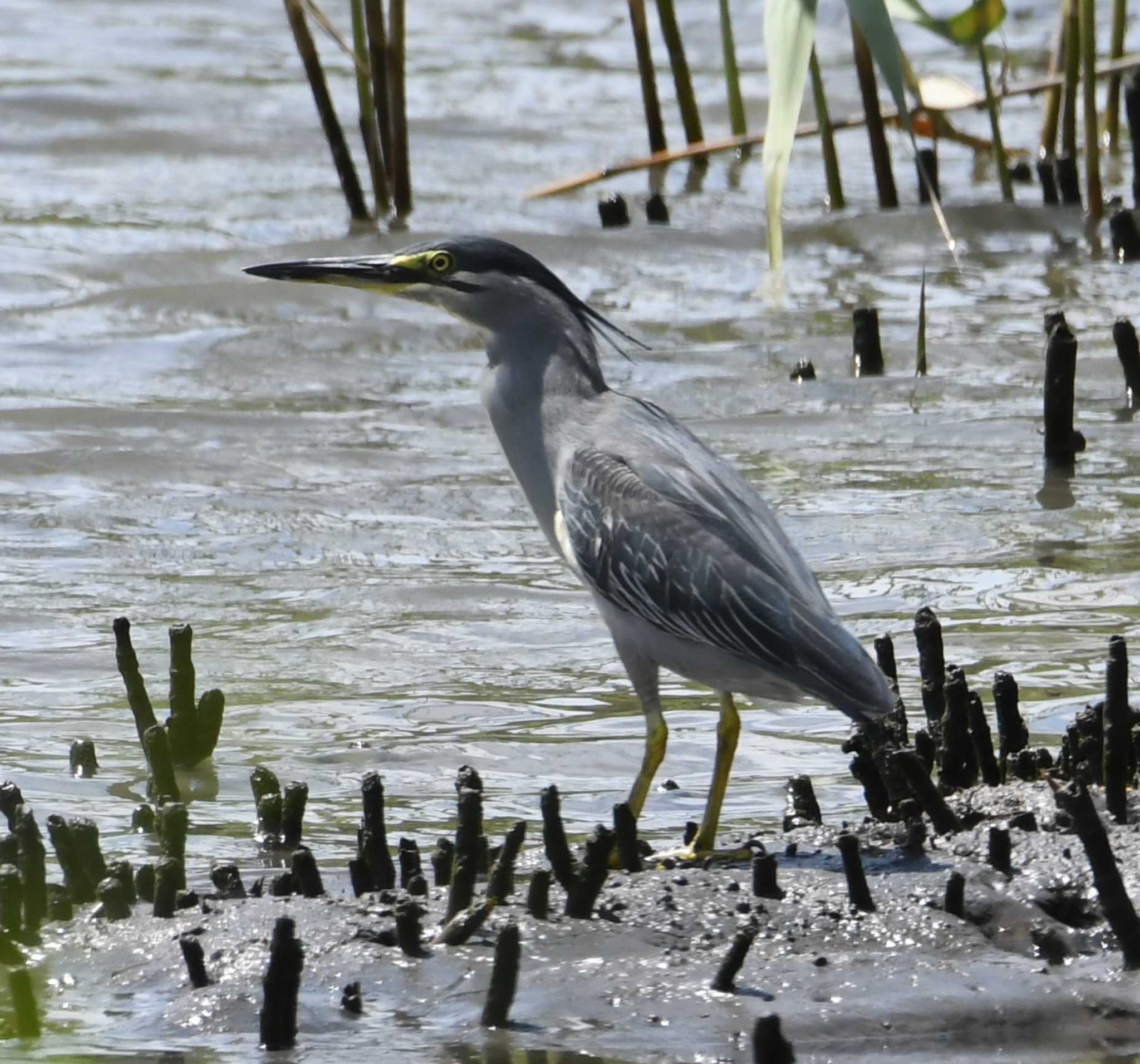 東京港野鳥公園 ササゴイの写真 by エスパシオ