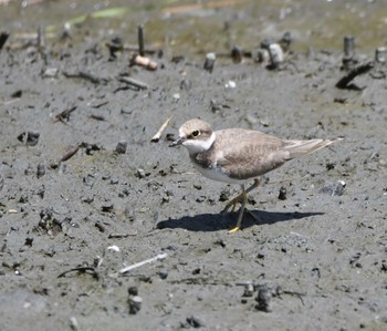 コチドリ 東京港野鳥公園 2022年8月11日(木)