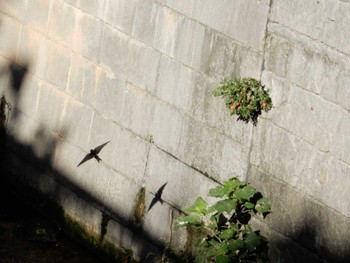 Barn Swallow 平和の森公園、妙正寺川 Fri, 8/12/2022