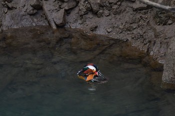 Mandarin Duck 神奈川県 Tue, 1/9/2018