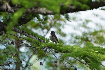 2022年8月11日(木) 富士山御中道の野鳥観察記録