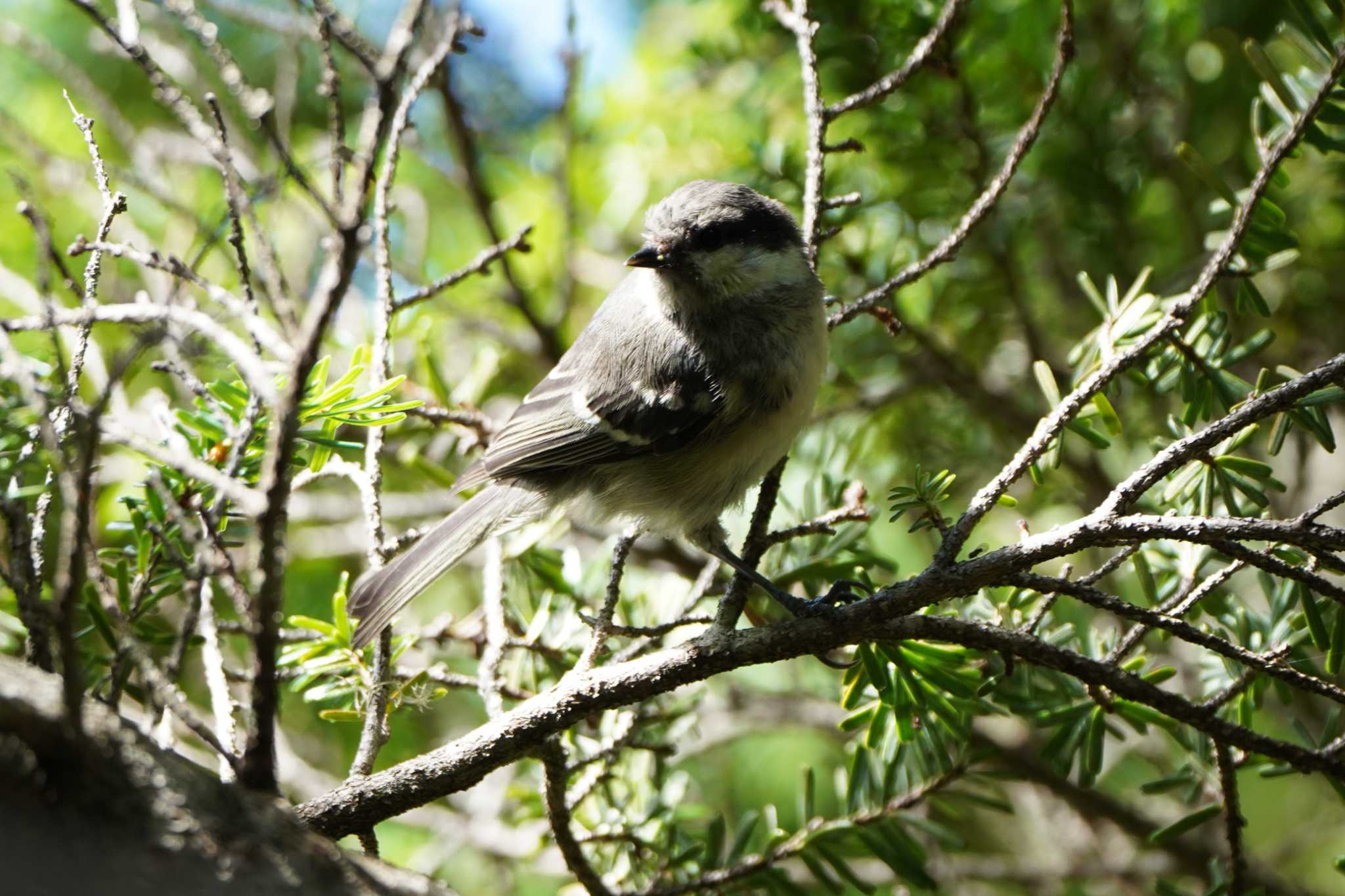 Photo of Willow Tit at 富士山御中道 by ace